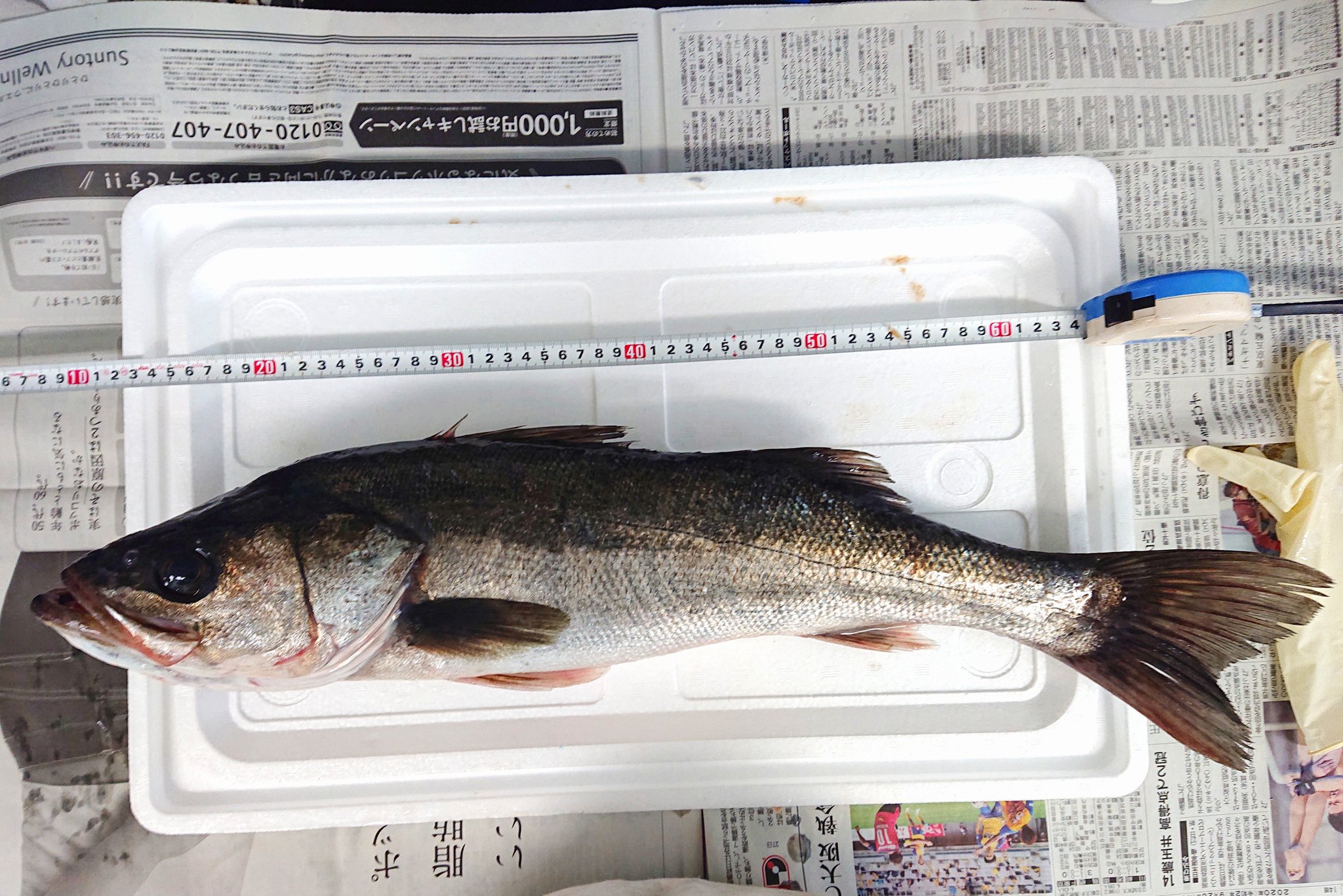 旭川医大寄生虫学講座 でっかいスズキ ときめきを抑えきれずに解剖したんだけど 寄生虫がいないんだよ 胃袋の中は魚がぎっしりつまってるのに T Co Kh04zh1mdk Twitter