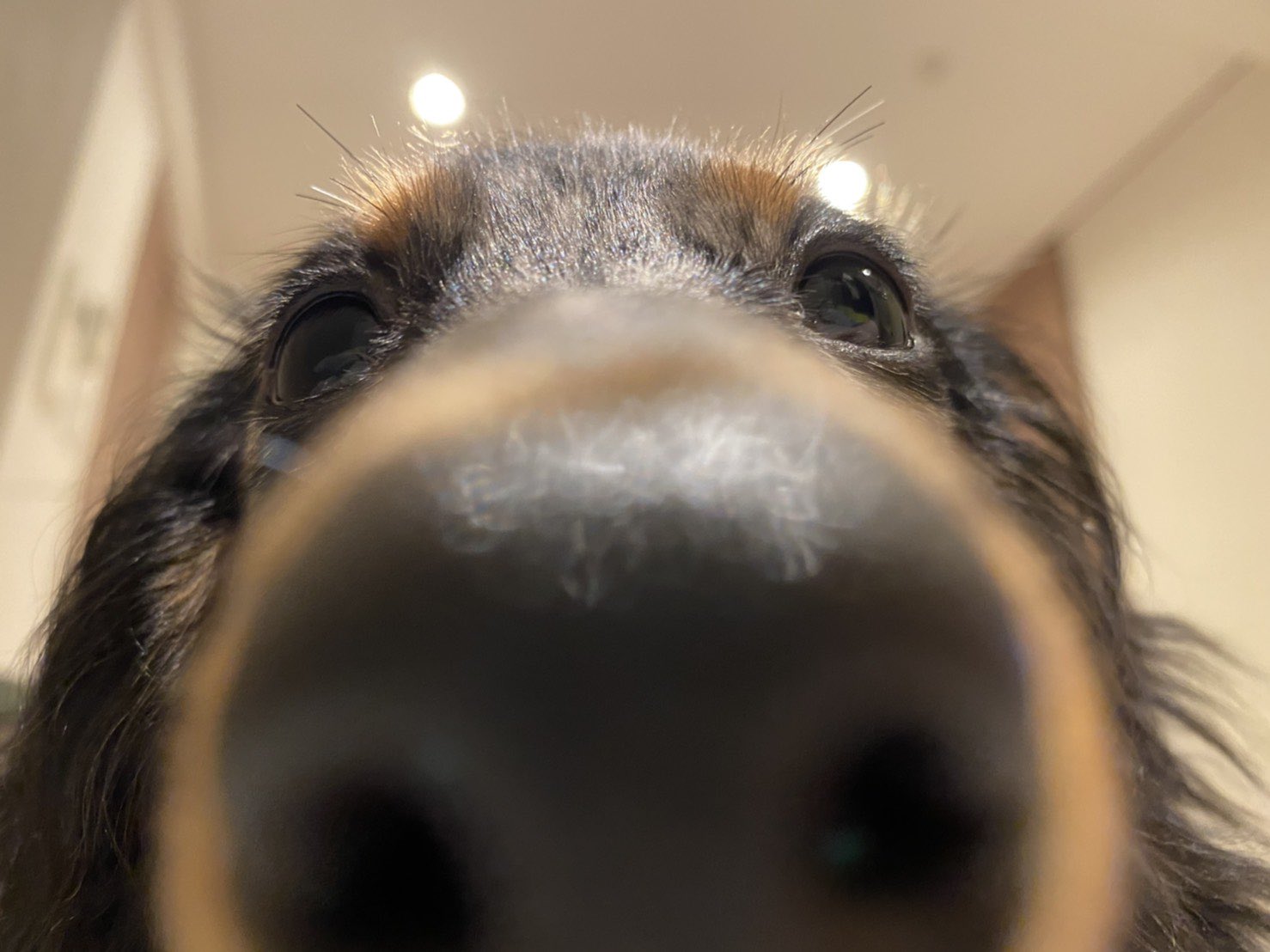 Amazon | Nabance 足跡プリントキット、犬の鼻プリントキット