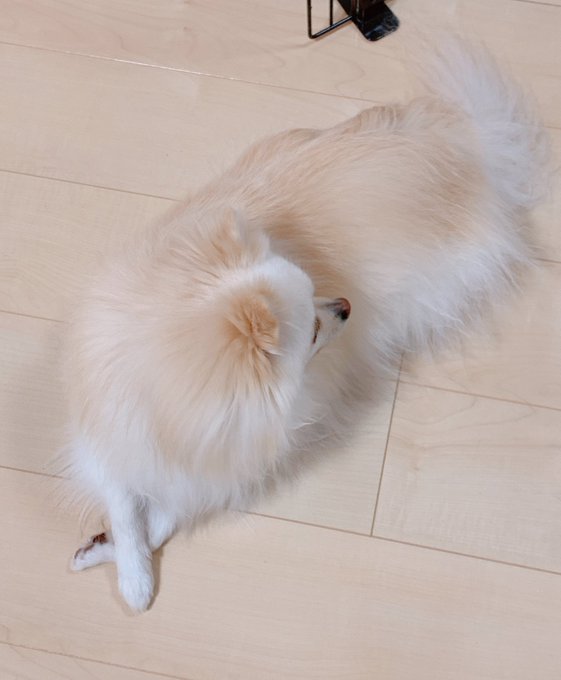 うちのわたあめ、多分ポメラニアンじゃないな🐶 