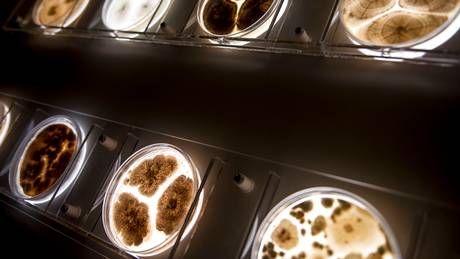 .<a href="/Novozymes/">Novozymes</a> oplever vækst i fødevaresegment buff.ly/3tlFZXt