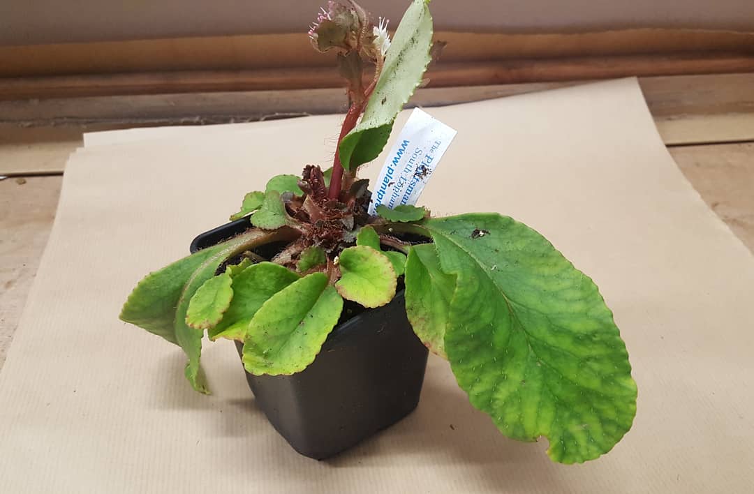 PlantPref's tweet photo. First flowers packed in a mail order this year - Chrysosplenium macrophyllum.

#chrysosplenium #chrysospleniummacrophyllum #mailorder #mailorderplants #plasticfreepackaging #februaryflowers #winterflowers #groundcover #PlantsforShade https://t.co/R19euC97Ms