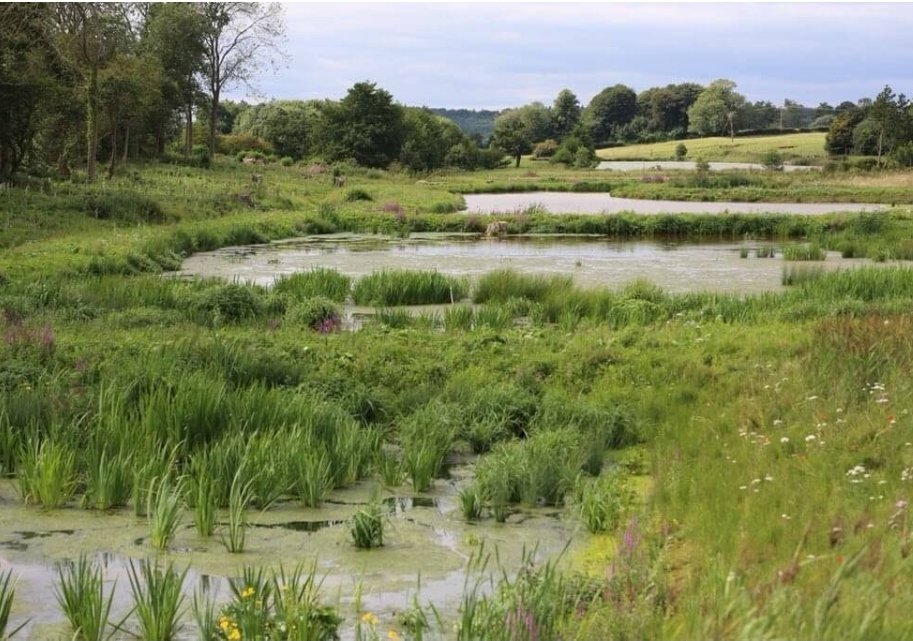Happy #WorldWetlandsDay! These habitats are SO important to biodiversity, can act as carbon stores, and even help to tackle sewage pollution! Let's restore them in the #GreenRecovery. #WetlandsForBetterHealth #WetlandsandWater #WetlandsDay