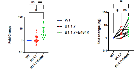 We generated 'pseudo' viruses bearing the Spike protein of SARS-CoV-2 that had all 8 B.1.1.7 mutations + E484K. We mixed virus with sera from vaccinated individuals (Pfizer) Overall, E484K substantially increases the amount of serum antibody needed to prevent infection of cells.