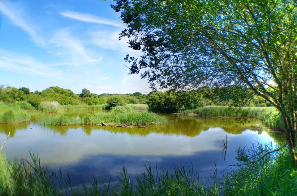 #WorldWetlandsDay! 

Our #TeifiMarshes Nature Reserve is home to a variety of wetland habitats. #Ponds #Marshes #WetMeadows #Mudflats #Reedbeds #RiverTeifi 💙

🌏 More info 👉🏼 welshwildlife.org/wwcnews/wonder…