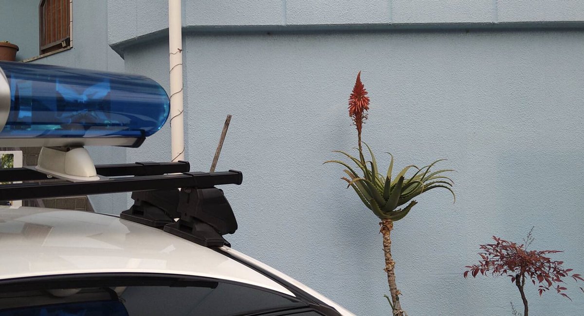 大阪市 此花区役所 青パト点描 573 アロエの花 四貫島小学校前にアロエの花が咲いています 傷や胃腸などの万能薬として重宝されてきたアロエ 花は珍しいですね 緊急事態宣言を延長すると菅首相が表明 コロナには万能薬のアロエでなく 私達の行動