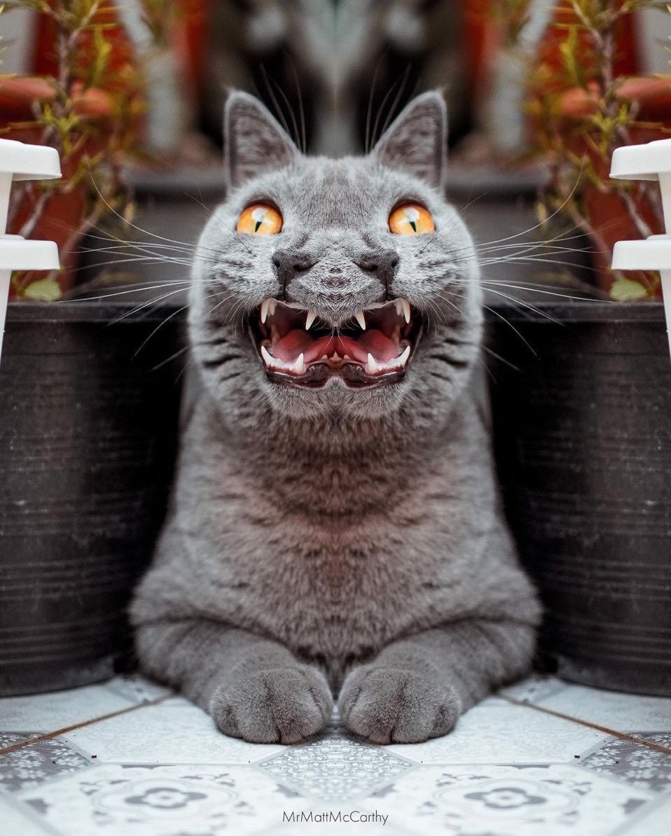 кошка везде. голова кота. кот в мороженом. кролокот. смешные белки.