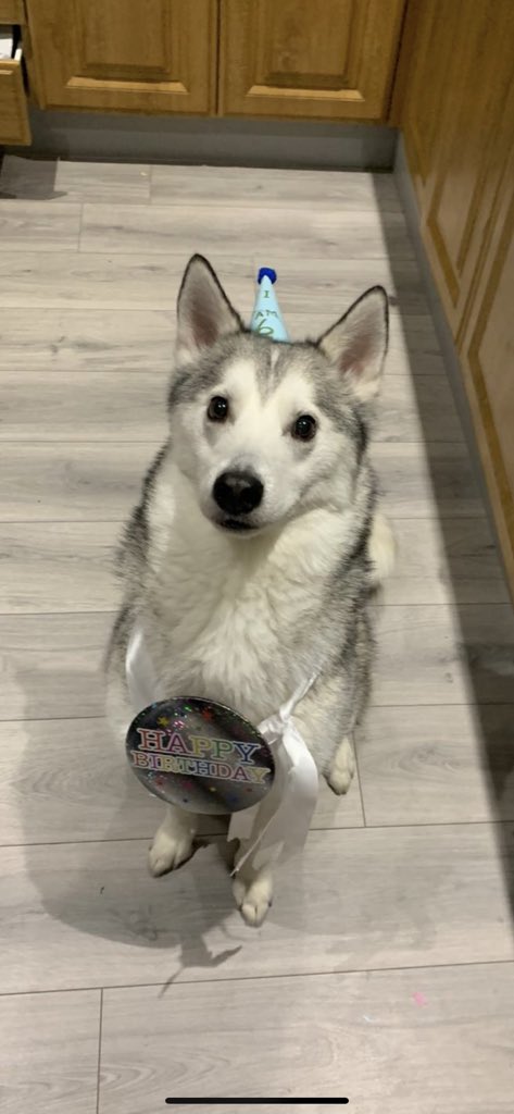 Alexcogg's tweet image. My beautiful boy is now 6