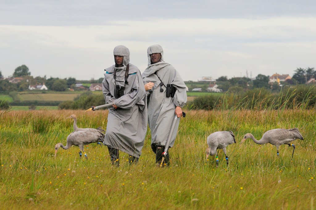 Thanks to dedicated efforts of conservationists and partner orgs (inc work of the Great Crane Project w/ partners  @WWTworldwide, Pensthorpe Conservation Trust & funded by  @ViridorCredits) 93 captive reared birds were released between 2010 and 2014 to  #RSPB West Sedgemoor reserve