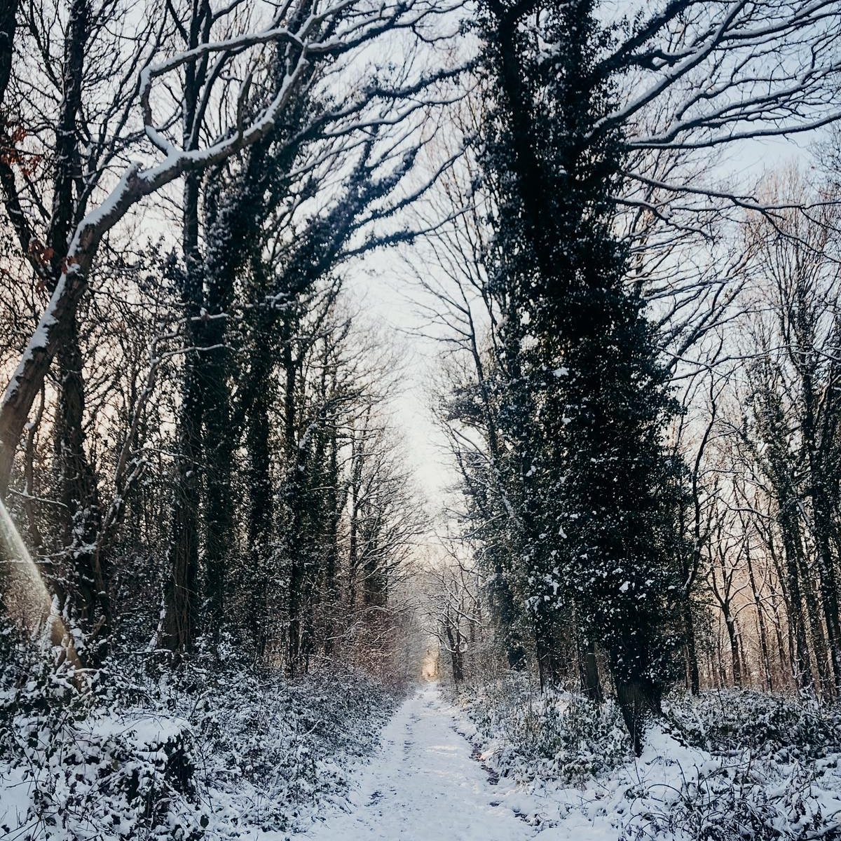 LucyBeeClulow's tweet photo. Missing the winter wonderland we had last week. We got out and explored the beautiful woodland around us, even went to the quarry. 
#walks #WinterWonderland #uk #earlymorning https://t.co/ayKiNG8VK7