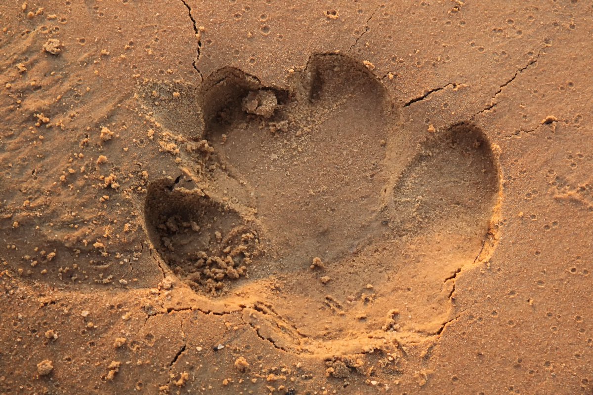 OlPejeta's tweet photo. 🐾 DAY 2 OF TRACKING WEEK 🐾
Happy ‘World Wetlands Day’!
This animal has a range reaching through much of Sub-Saharan Africa although due to wetland habitat loss they have mostly been confined to small pockets of protected areas.
#TrackingWeek #OlPejeta #WorldWetlandsDay https://t.co/sgnsrcAQDU