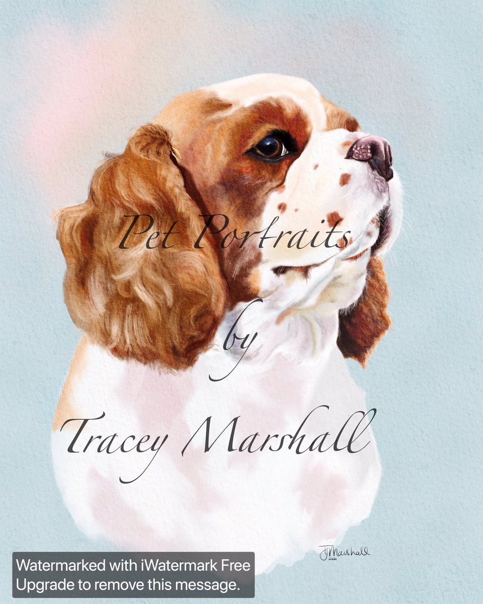 Loved hand drawing this delightful King Charles.
pl RT. Do you want to see the time lapse to how I created her? Digital art watercolour #kingcharles #dog #ArtistOnTwitter #artist #digitalart #watercolour #tuesdayvibe #Snowing #procreate #artshare #gift #giftideas #commissionsopen