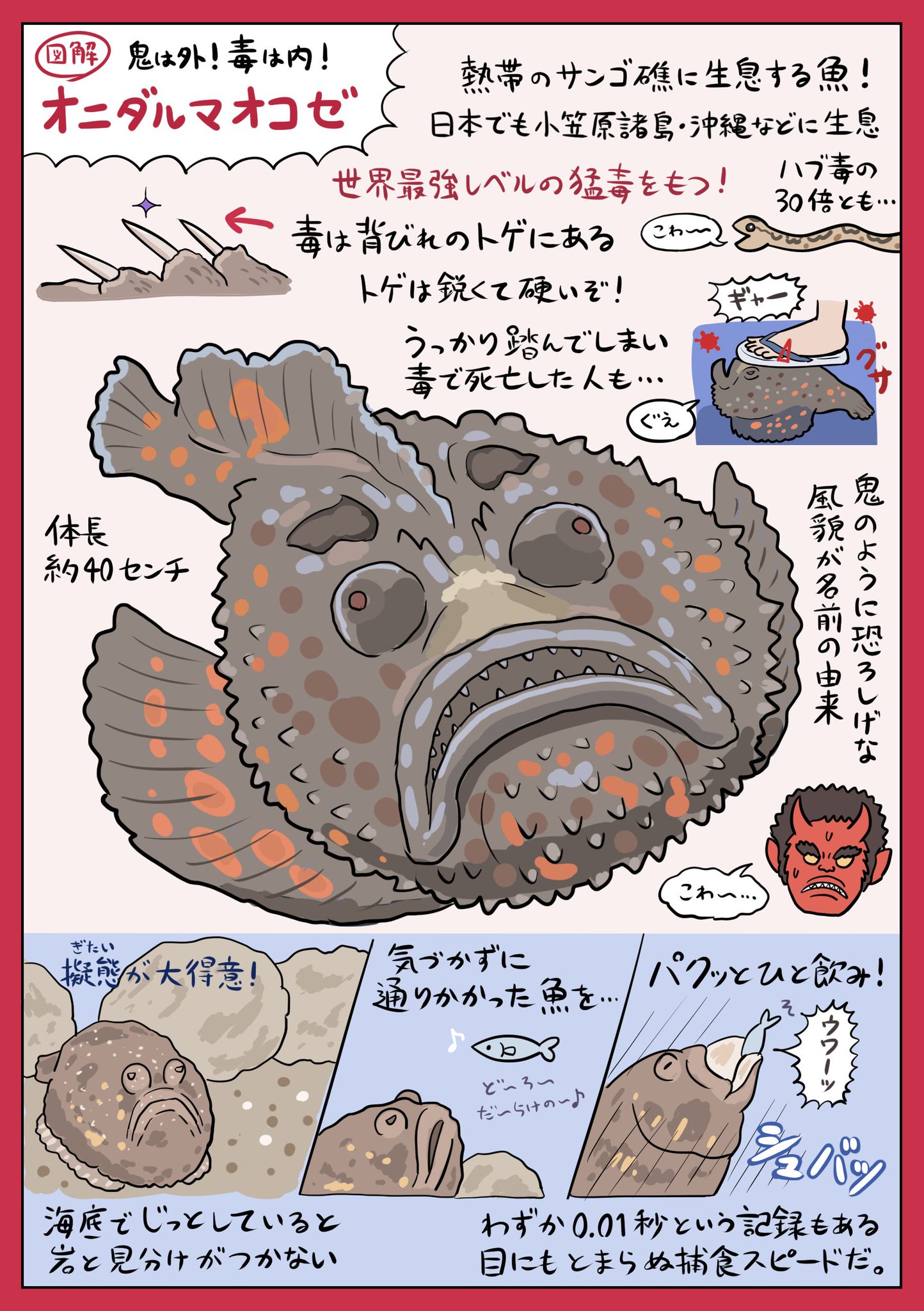 ぬまがさワタリ 今年は124年ぶりに2月2日が節分らしいですね そんなわけで鬼フィッシュ オニダルマオコゼ の図解です 魚界屈指の猛毒 巧妙な擬態 恐ろしげな風貌と 豆まきくらいでは 滅 せなさそうな上弦レベルの 鬼 ですが なんと 刃 まで隠し持っ