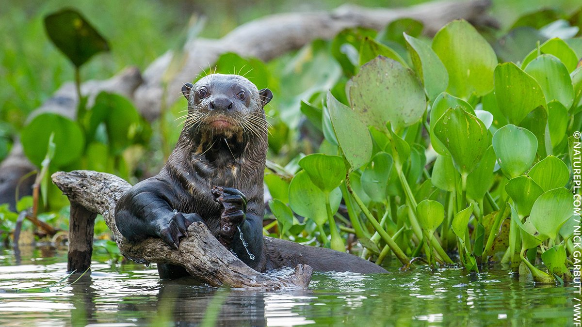 wwf_uk's tweet image. From floodplains to mangroves, marshes and lagoons, wetlands provide us with clean water, are a home for wildlife, and are carbon-storing champions. 

This #WorldWetlandsDay, let's celebrate this amazing habitat. 💙