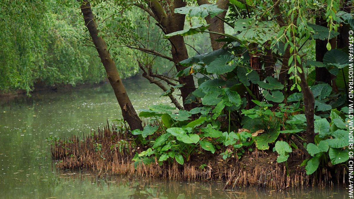 wwf_uk's tweet image. From floodplains to mangroves, marshes and lagoons, wetlands provide us with clean water, are a home for wildlife, and are carbon-storing champions. 

This #WorldWetlandsDay, let's celebrate this amazing habitat. 💙