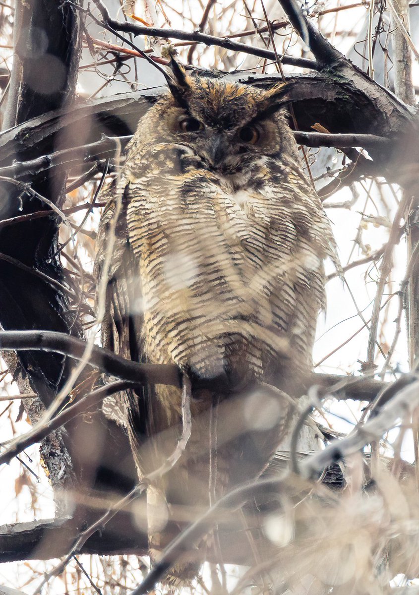 Greg_in_Osoyoos's tweet photo. Owl in the rain, Osoyoos, BC
 #owl #osoyoosloop #destinationosoyoos #explorebc #canada #okanagan #globalbc #weather #rain #lightroom #sony #landscape #winter #destinationbc #snow #bc #vineyards #wildlife #birds https://t.co/JnlnYRrACA
