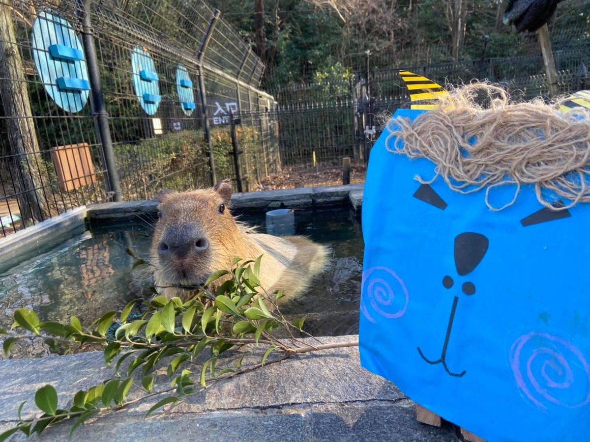 埼玉県こども動物自然公園 公式 節分といえば鬼 ということで オニテンジクネズミ たち 動物たちには聞き慣れた名前とは別の呼び名があることも その名前によって 注目しているところが違うこともあるのでおもしろいですよ カピバラ オニ 埼玉県こども動物自然公園 公式 節分といえば鬼 ということで オニテンジクネズミ たち 動物たちには聞き慣れた名前とは別の呼び名があることも その名前によって 注目しているところが違うこともあるのでおもしろいですよ カピバラ オニ