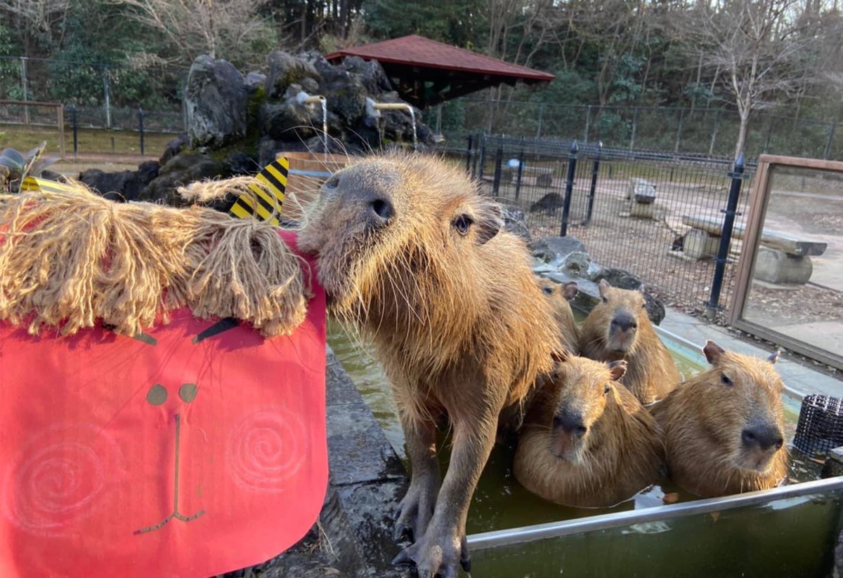 埼玉県こども動物自然公園 公式 節分といえば鬼 ということで オニテンジクネズミ たち 動物たちには聞き慣れた名前とは別の呼び名があることも その名前によって 注目しているところが違うこともあるのでおもしろいですよ カピバラ オニ 埼玉県こども動物自然公園 公式 節分といえば鬼 ということで オニテンジクネズミ たち 動物たちには聞き慣れた名前とは別の呼び名があることも その名前によって 注目しているところが違うこともあるのでおもしろいですよ カピバラ オニ