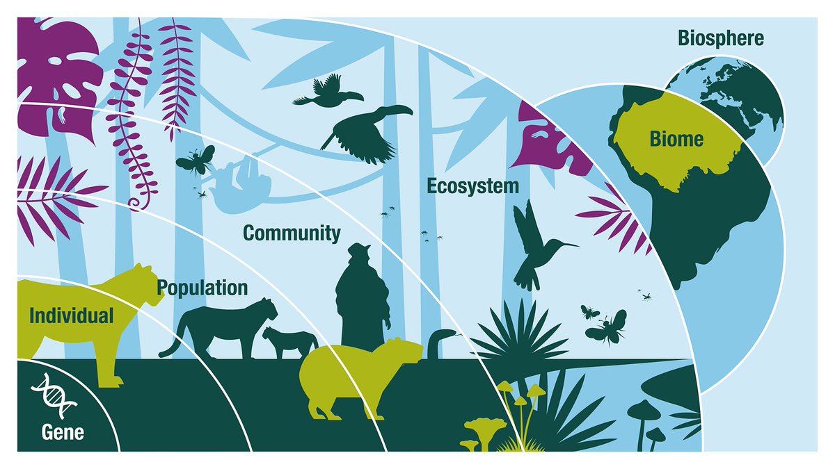 Ecosystems are natural assets. When they have a full complement of biodiversity, they are like teams with subs on the bench that can adapt and respond to environmental change, pressures and impacts. (2/8)
