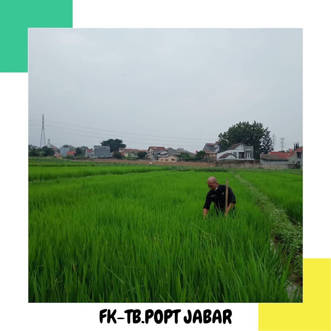 fktbpoptjabar's tweet photo. Monitoring perkembangan OPT pada tanaman Padi oleh #POPT di blok Cikeas Kel. Katulampa Kec. #BogorTimur Kota #Bogor ππΎ
π· Wildan
#bptphjabar
#SalamPHT
#JabarJuara
#KawalSampaiPanen https://t.co/4Ij4JQ5gUI