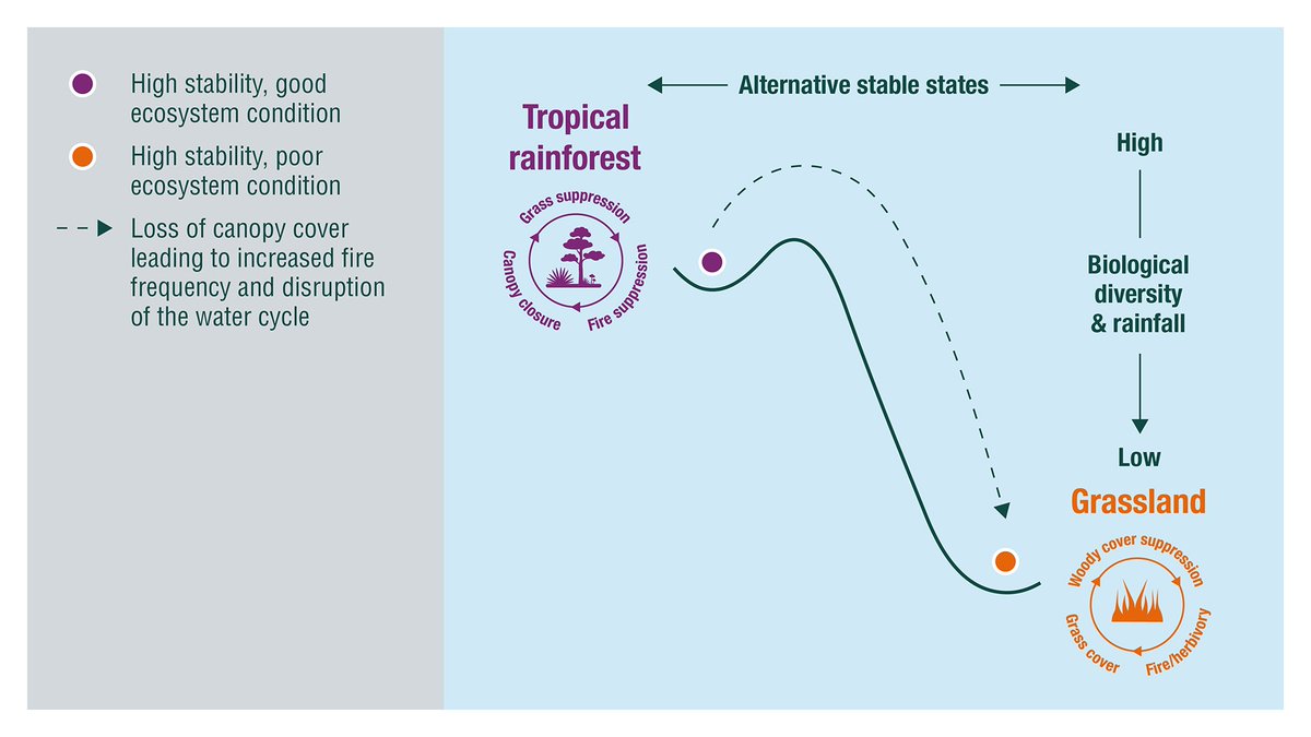 Degradation of ecosystems, and loss of species can lead to tipping points that can be irreversible, and have far reaching effects on human wellbeing. The non-linearity of ecosystems means that Nature’s response to change is unpredictable and very high risk. (5/8)