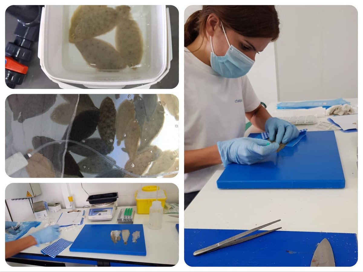 Ctaqua_CT's tweet photo. 👉Analizamos uso de la #MICROALGA #Tetraselmis chuii en preengorde de #LENGUADO en proyecto #SUNRAS
Validamos 2⃣ DIETAS experimentales con distintos % de SUSTITUCIÓN de #harina de pescado por Tetraselmis
✅🔗Los RESULTADOS: https://t.co/xy32cjtqjd
#acuicultura #innovación https://t.co/JaYUWROUhX
