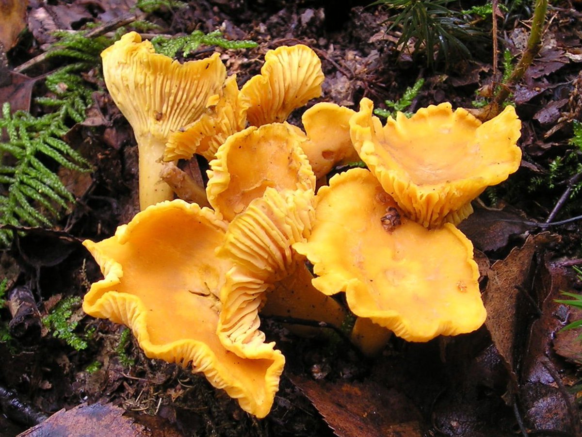PictureMushroom's tweet photo. Does it look like flower?🤩 https://t.co/JmXwfSTwpq