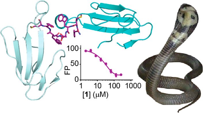 Morpheus screens were used to crystallise α-cobratoxin bound with small peptides that inhibit toxicity by Lynagh et. al. at University of Bergen
doi: 10.1021/acs.jmedchem.0c01202

Learn more about the Morpheus family of screens here: hubs.ly/H0Dkpkh0