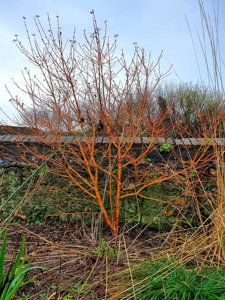 MLaurenceDesign's tweet image. Cornus Midwinter Fire living up to its name on this dull morning.

#winterstructure #winterform #wintergarden #wintercolour #plantingdesign #loveplants #gardendesign #cornus #dogwoods