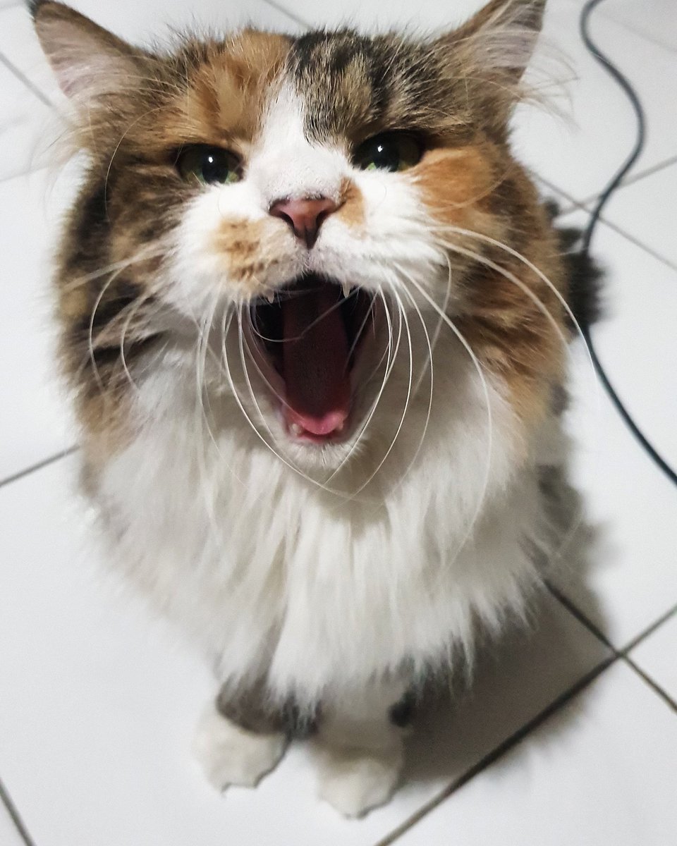 brewokkanto's tweet photo. @mouldie_sep Nama : maxy
Hobby : mainan tisue.. https://t.co/vnP7qSVZFQ