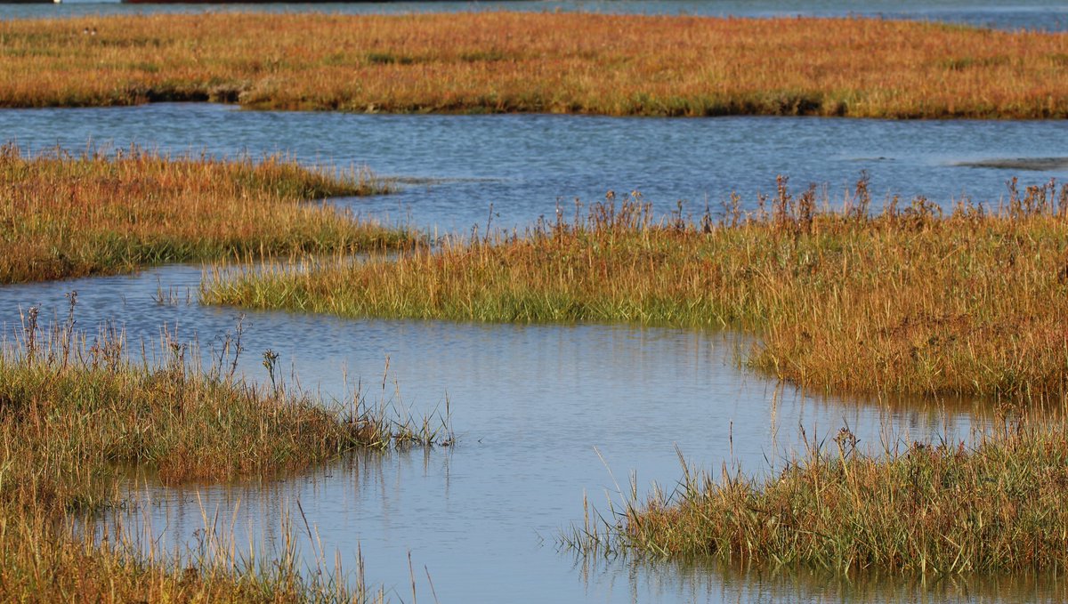 Today we are looking at saltmarsh Saltmarshes are coastal wetlands that are periodically flooded & drained by the tides from the sea. They are populated by many different species of plants & animals uniquely adapted to living there   #saltmarsh  #wetlands  #habitatweek
