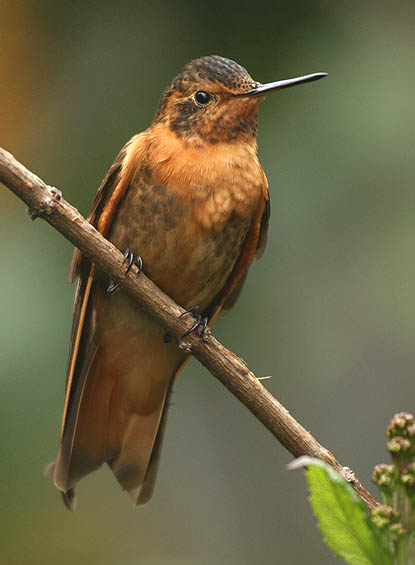 Picture Bird tweet media