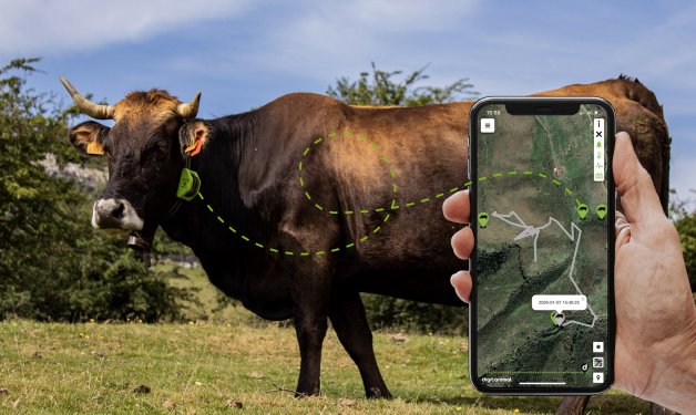 DigitalAgriFood's tweet photo. 🐂📊📲 La #digitalización permite actualmente a los #ganaderos realizar un chequeo minucioso animal a animal (incluso a distancia) gracias a empresas como @Digitanimal o #SmartBow

▶ https://t.co/AEsOZnyyUP @Efeagro https://t.co/knsWZhUK7T