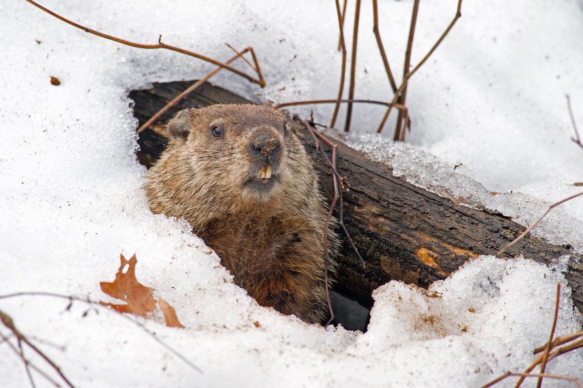 ie_launch's tweet photo. Happy Groundhog Day! 🎉

With everyday life feeling a bit repetitive at the moment, we’re all hoping that #PunxsutawneyPhil pops out of hibernation today to herald the start of an early spring. 🌼

https://t.co/aHa3VoQ9PA

#GroundhogDay #Inspiration #EarlySpring #Kindness https://t.co/fBMGmAphRU