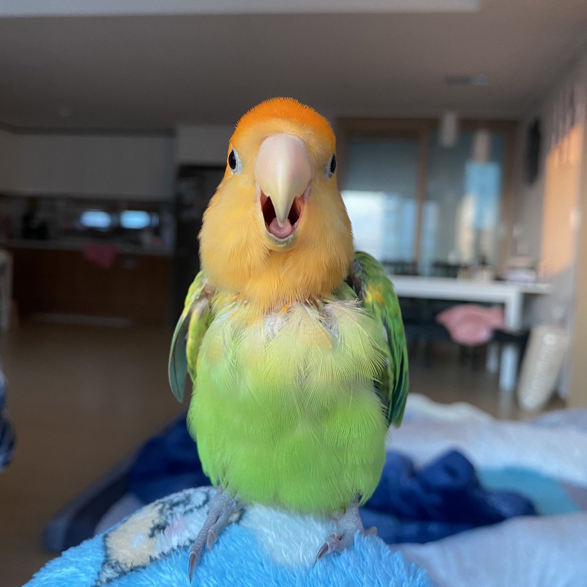 어쩌지 이거 너무 웃곀ㅋㅋㅋㅋㅋㅋㅋㅋㅋㅋㅋㅋㅋㅋ확대 할수록 귀엽고 웃긴 사진🤣🤣🤣🤣🤣🤣🤣🤣