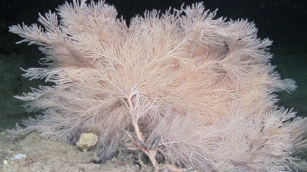 Eu_ATLAS (@eu_atlas) on Twitter photo Great to see new #deepsea vulnerable marine ecosystems at Gazul Mud Volcano & carbonate vents fields discovery in original position–one of few in S Europe! Congrats <a href="/IEOoceanografia/">Instituto Español de Oceanografía</a> & <a href="/GeosciencesEd/">School of GeoSciences @ University of Edinburgh</a>!
sciencedirect.com/science/articl… youtube.com/watch?v=cSvpoE… #biodiversity #marinespecies Great to see new #deepsea vulnerable marine ecosystems at Gazul Mud Volcano & carbonate vents fields discovery in original position–one of few in S Europe! Congrats <a href="/IEOoceanografia/">Instituto Español de Oceanografía</a> & <a href="/GeosciencesEd/">School of GeoSciences @ University of Edinburgh</a>!
sciencedirect.com/science/articl… youtube.com/watch?v=cSvpoE… #biodiversity #marinespecies