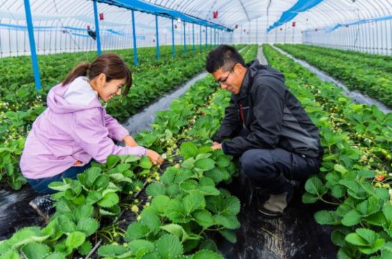 ドライブスルー販売商品紹介　その１

うるう農園の朝摘みあまおう（1パック700円）

うるう農園のあまおうは福岡県認証の【特別栽培】なんだ。1500軒以上ある福岡県の苺農家の中でも十数軒しか認証されていないんだよ。

当日の朝５時から収穫してきてくれるんだって！
朝摘みだから数量限定だよ！