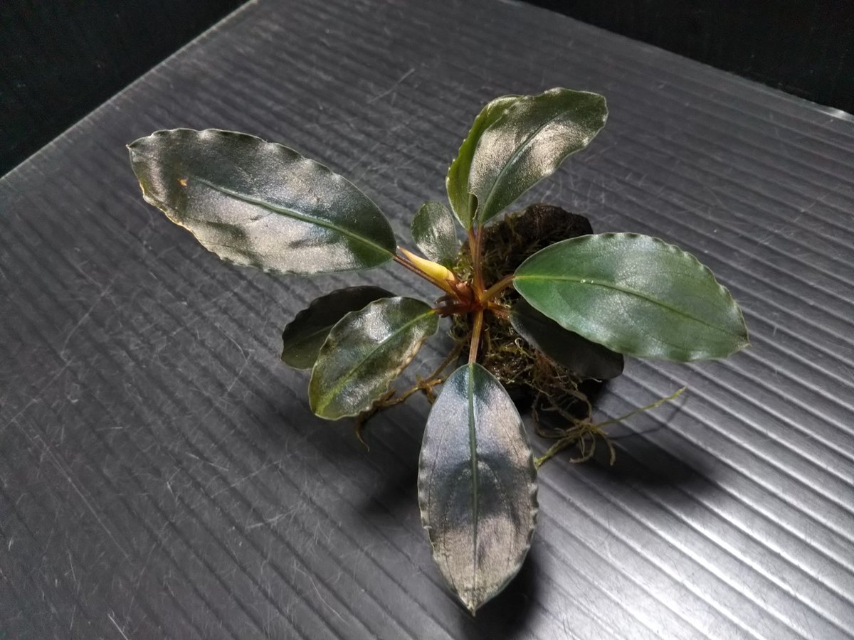 Bucephalandra sp. Mahakam 2株 Bucephalandra sp. 