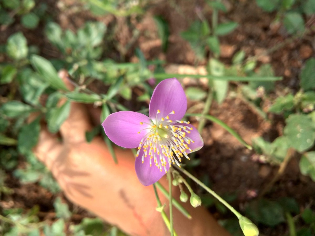 FascinateNature's tweet photo. If u once fall for nature🎋 , I am sure u will never look  back 💕 
#nature #naturelove #flowerndleaves #NaturePhotography #mobilephotography #capturingthenaturemoment https://t.co/IOpXXrA55R