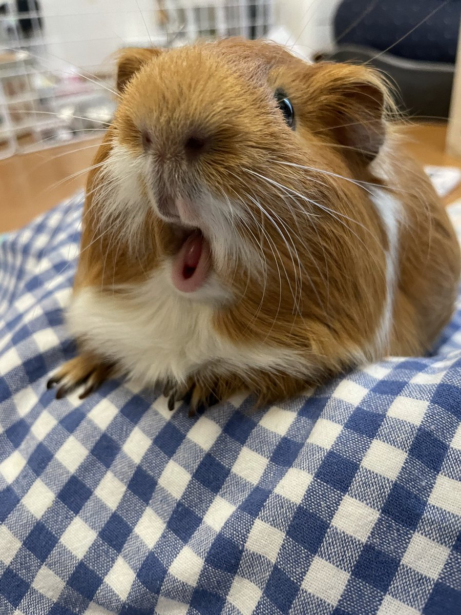 ほっこ モルカーの口 できてるかな 大きな口を開けてました O モルモット ほっこ モルカーの口 できてるかな 大きな口を開けてました O モルモット