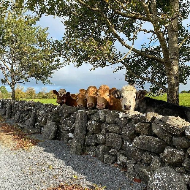 IrelandExplorer's tweet image. Mind-blowing location in Ireland
🛒St. Patrick’s Day Gifts Shop
👇🎁
teetulip.com/saint-patrick

#Ireland #irishnation #IrishSC #IrishRugby #irishlotto #irishdiaspora #irishgovenment #Irishjewellery #Dublin #travel #Travelers #StPatricksDay #irishwhiskey #Cops #Irish #PhotoOfTheDay