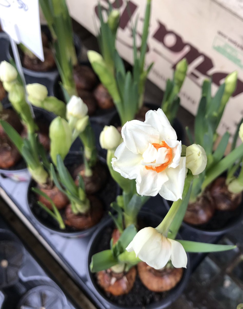Signs of spring. Beautiful narcissi to lift the spirits available now, along with muscari, hyacinths &amp; snowdrops.
