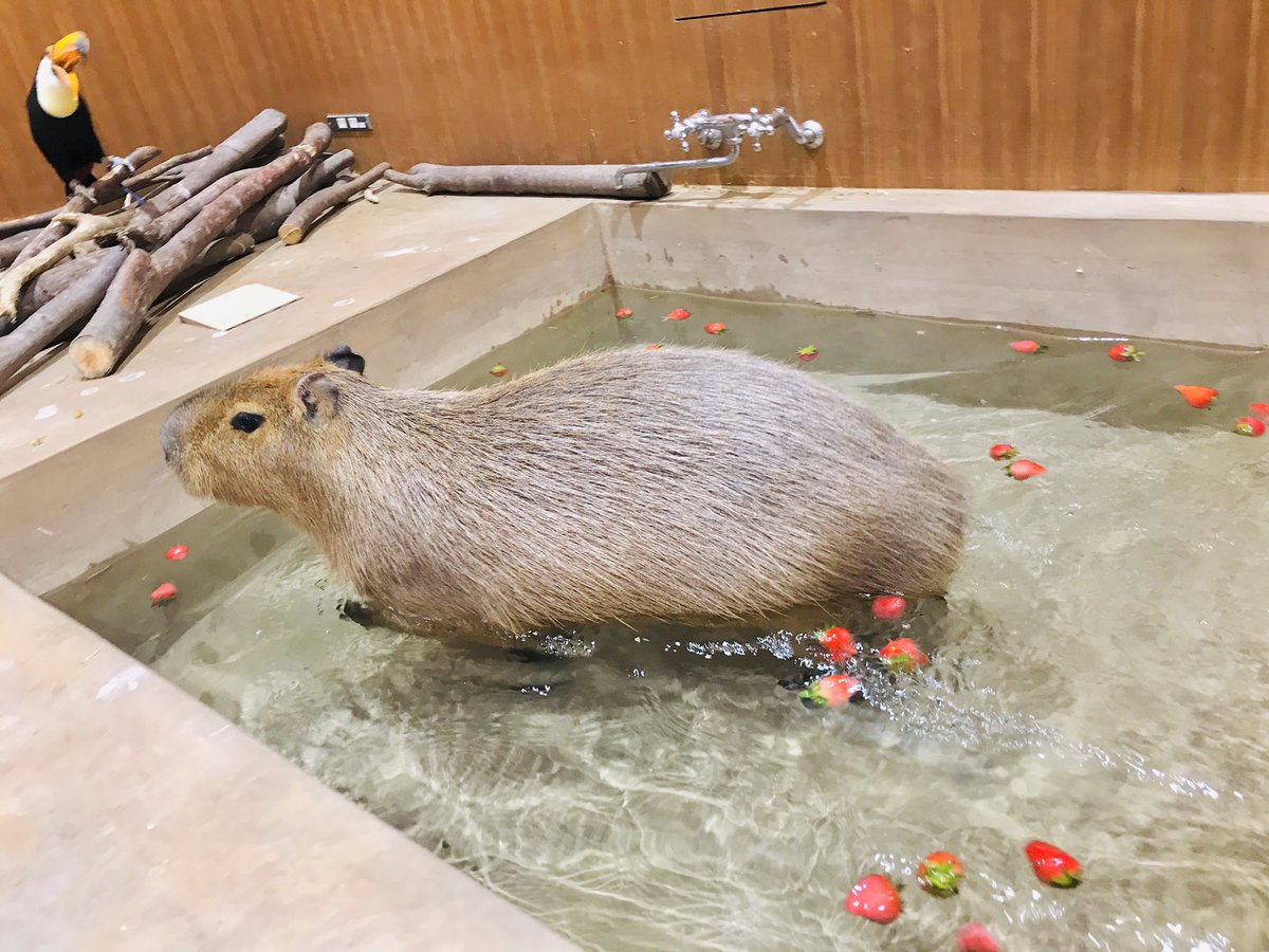 Moff Animal Cafe ららぽーと愛知東郷店 Twitterissa いつもと違うファンシーなイチゴ風呂 食いしん坊なオニオオハシさんもイチゴを食べに遊びに来ました Moff Animalcafe ららぽーと 愛知 東郷 ふれあい アニマル 体験 カフェ モフ カピバラ Moff Animal Cafe ららぽーと愛知東郷店 Twitterissa いつもと違うファンシーなイチゴ風呂 食いしん坊なオニオオハシさんもイチゴを食べに遊びに来ました Moff Animalcafe ららぽーと 愛知 東郷 ふれあい アニマル 体験 カフェ モフ カピバラ