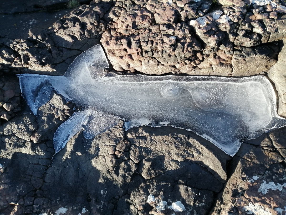 Never mind finding a dinosaur footprint in Wales, I found all sorts of ice animals in Scotland. 🤣 #frozen #lovescotland #Natureconnection