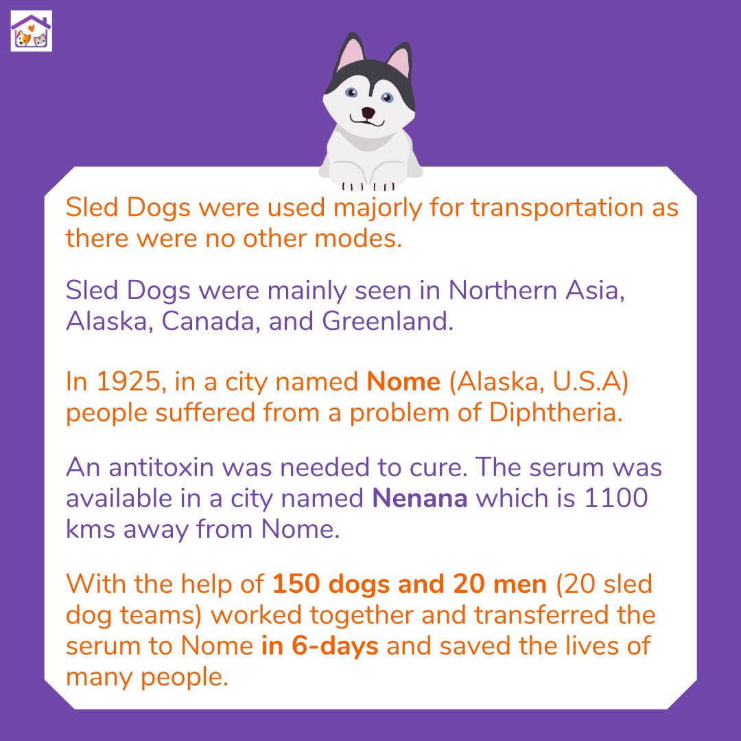 Did you know Feb 2nd is celebrated as National Sled Dog Day? 🐶🐾 
Here's a great snippet on how Sled Dogs helped people before 1930's. 
.
.
.
#NationalSledDogDay #forpets #pets #sleddogs #dogsofinstagram #dogsofchennai #dogsofmadras #doglife #doglovers #petlovers