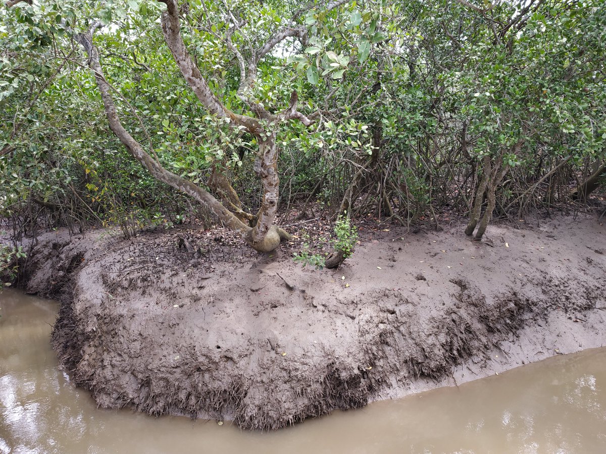 #Mangroves, our #coastal #wetlands, hv incredible ability 2improve water quality of their ecosystems. Their roots hold onto sediments &reduce erosion&leads 2better water quality Lets not destroy mangroves in d name of development 
#WorldWetlandsDay #WetlandsandWater 
#youth4water