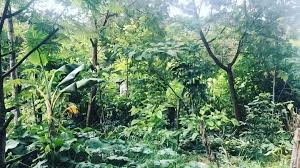 Similarly, one Northland farm already practises a dynamic & abundant form of small-scale agroforestry using Ernst Götsch's syntropic principles, working with the process of succession to grow food while transitioning grass back to forests (& supporting local jobs). /17