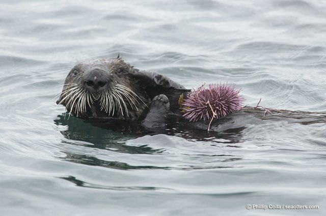 Speaking of echinochrome staining sea otters that munch up enough pointy purple snacks get pink  #teeth AND pink bones!