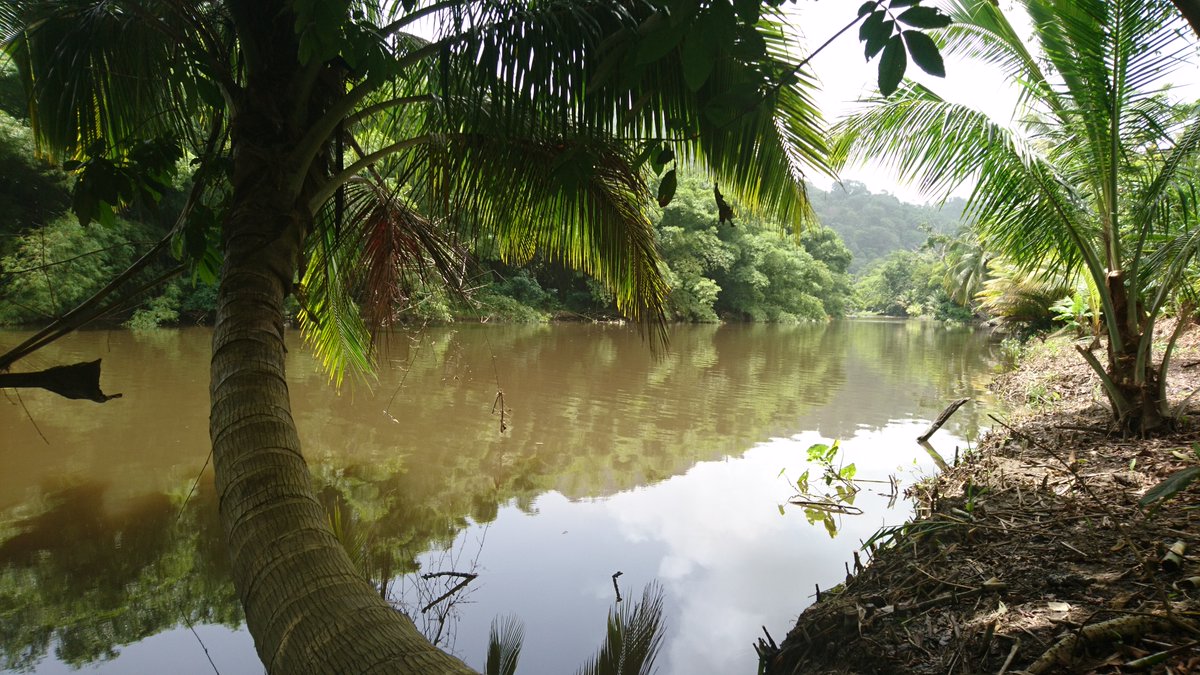 I haven’t even touched on all the wetland areas associated with  #rivers &  #beaches. Wetlands are not just important for wildlife they also provide livelihoods, food, freshwater, storm buffers, flood protection & many other  #Ecosystem  #services Happy  #WorldWetlandsDay2021 ! 6/6