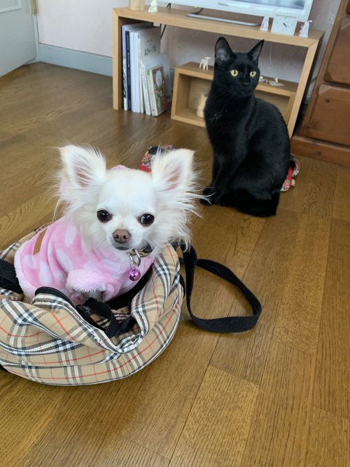 ソーシャルディスタンス🤣 #動物もソーシャルディスタンス #チワワ #愛犬 #犬と猫も女子会 https://t.co/P4l600SwSd<a href="/tag/%E5%8B%95%E7%89%A9%E3%82%82%E3%82%BD%E3%83%BC%E3%82%B7%E3%83%A3%E3%83%AB%E3%83%87%E3%82%A3%E3%82%B9%E3%82%BF%E3%83%B3%E3%82%B9"class="tags">#動物もソーシャルディスタンス</a><a href="/tag/%E3%83%81%E3%83%AF%E3%83%AF"class="tags">#チワワ</a><a href="/tag/%E6%84%9B%E7%8A%AC"class="tags">#愛犬</a><a href="/tag/%E7%8A%AC%E3%81%A8%E7%8C%AB%E3%82%82%E5%A5%B3%E5%AD%90%E4%BC%9A"class="tags">#犬と猫も女子会</a>