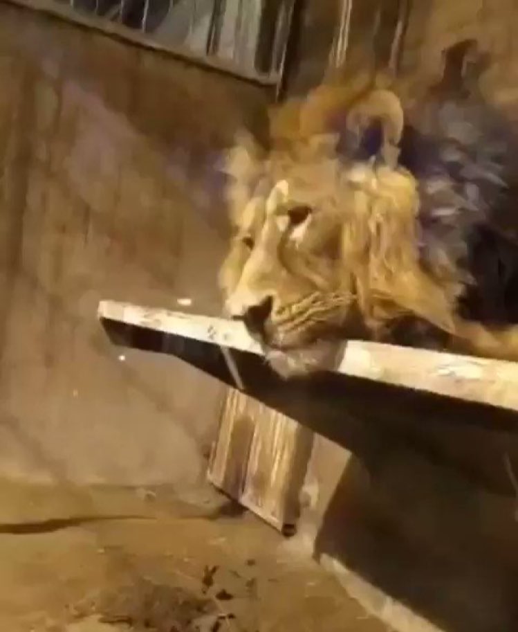 “Hirman “ the Persian lion is under torture in Tehran Zoo. Help him before he dies alone.#saveanimalslife #savehirmanslife #هیرمان #هیرمان_را_نجات_دهید #animalrescue #bristolzoo